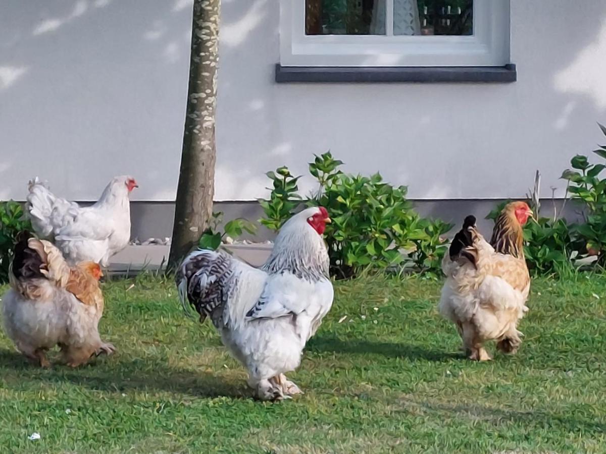 Noordgouwe De Tulp Bed & Breakfast エクステリア 写真