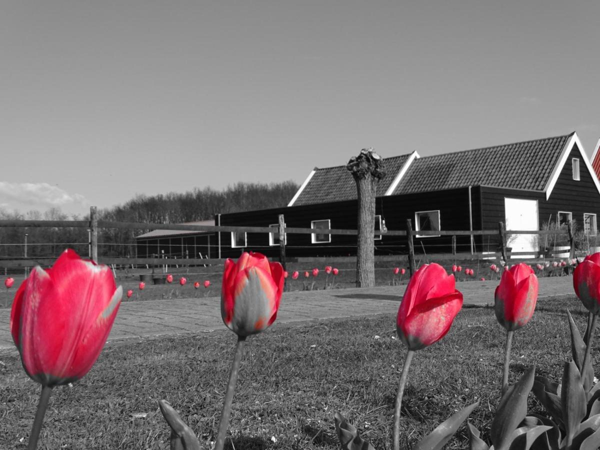 Noordgouwe De Tulp Bed & Breakfast エクステリア 写真